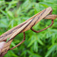 zebra wood KNIGHT